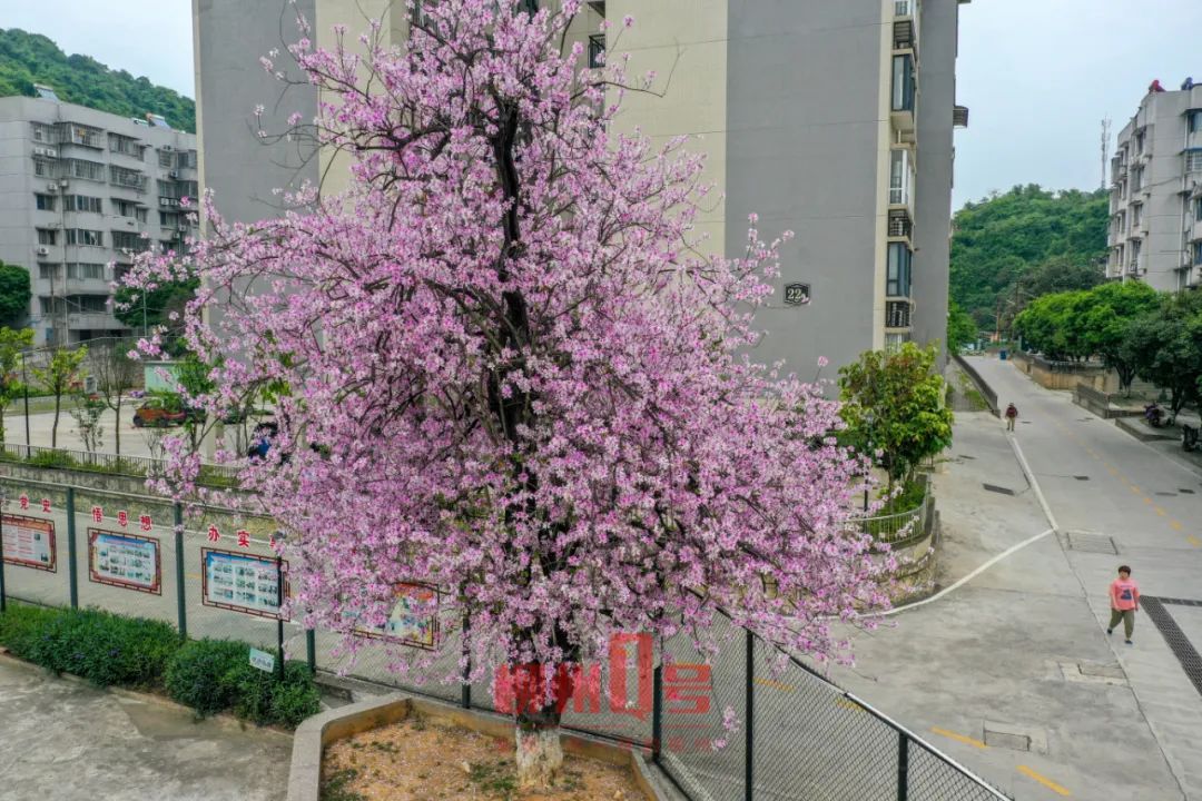 柳州紫荆花简介图片