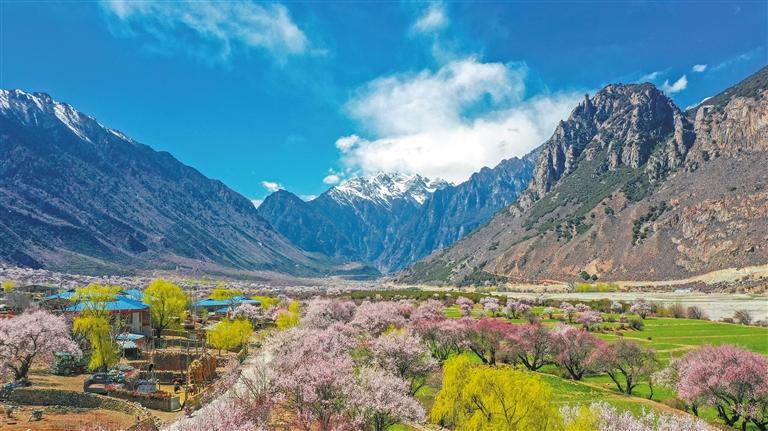 那曲市嘉黎县第七届尼屋桃花节藏北深闺桃花娇