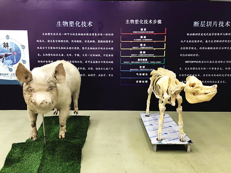 猪坚强"在大连生命奥秘博物馆14年后的今天"猪坚强"并为其取名变成