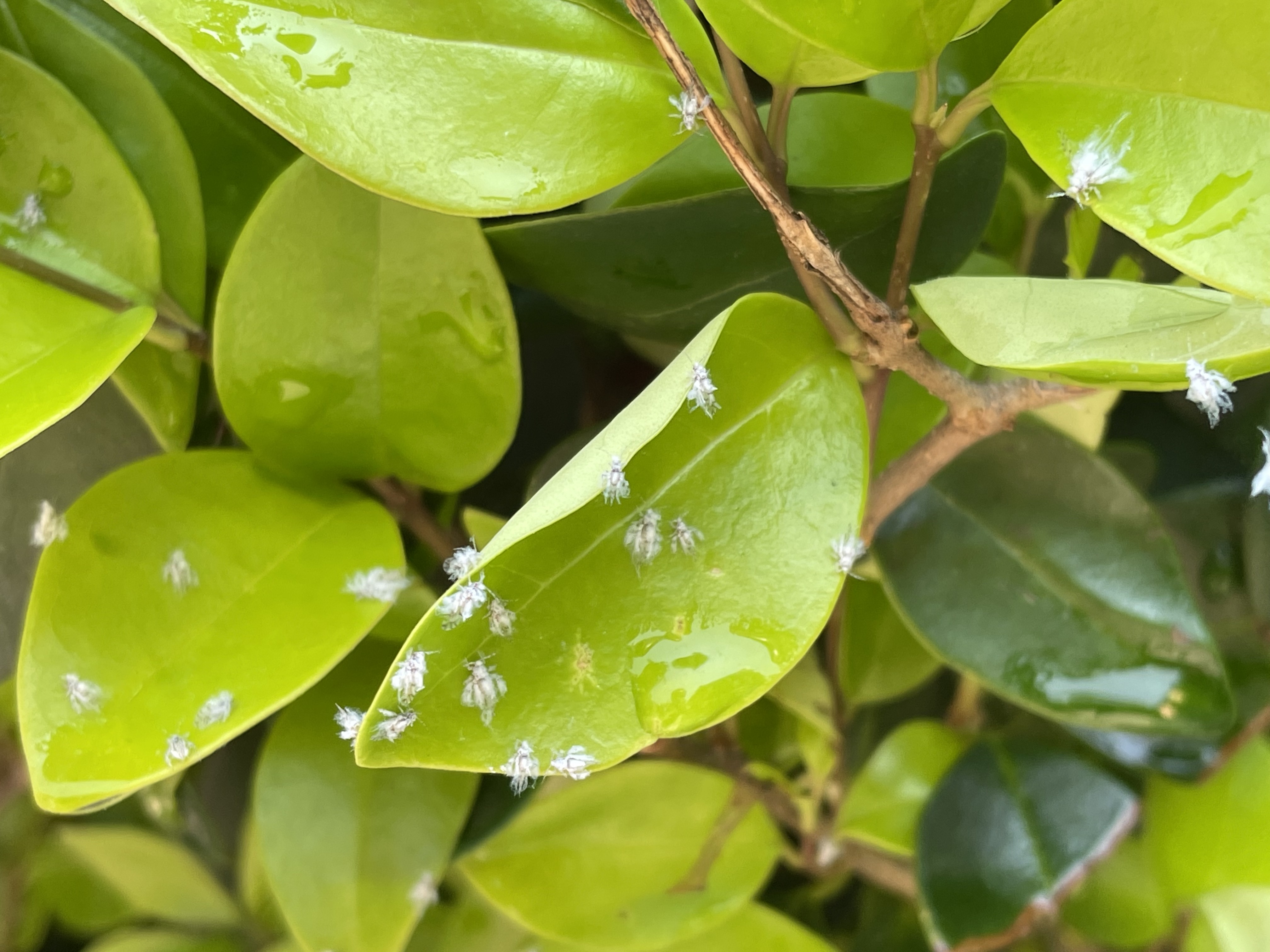 居民区惊现大量絮状飞虫