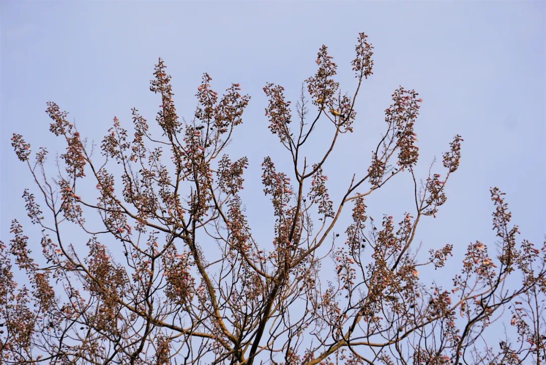 桐花不同花清明桐始华究竟为哪家