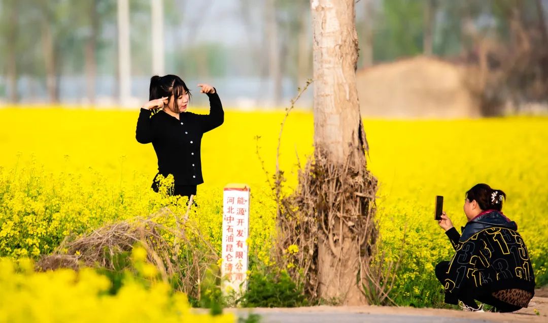 故城油菜花海地址图片