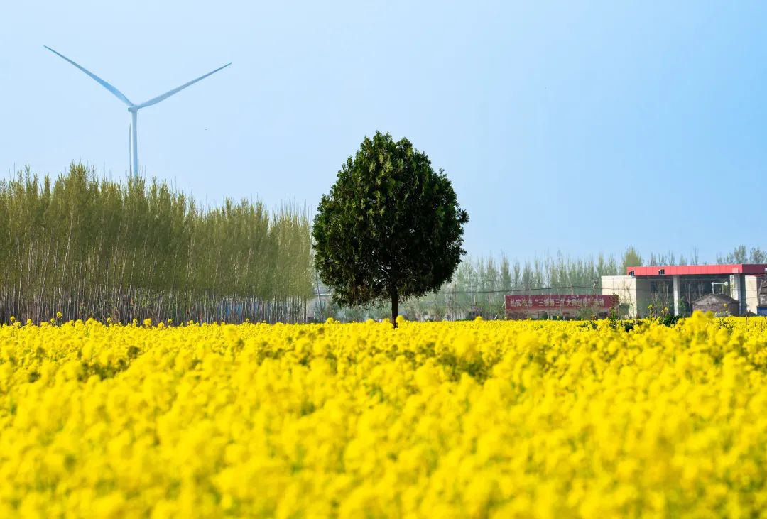 乡村振兴衡水故城千亩油菜花绽放美丽乡村入画来