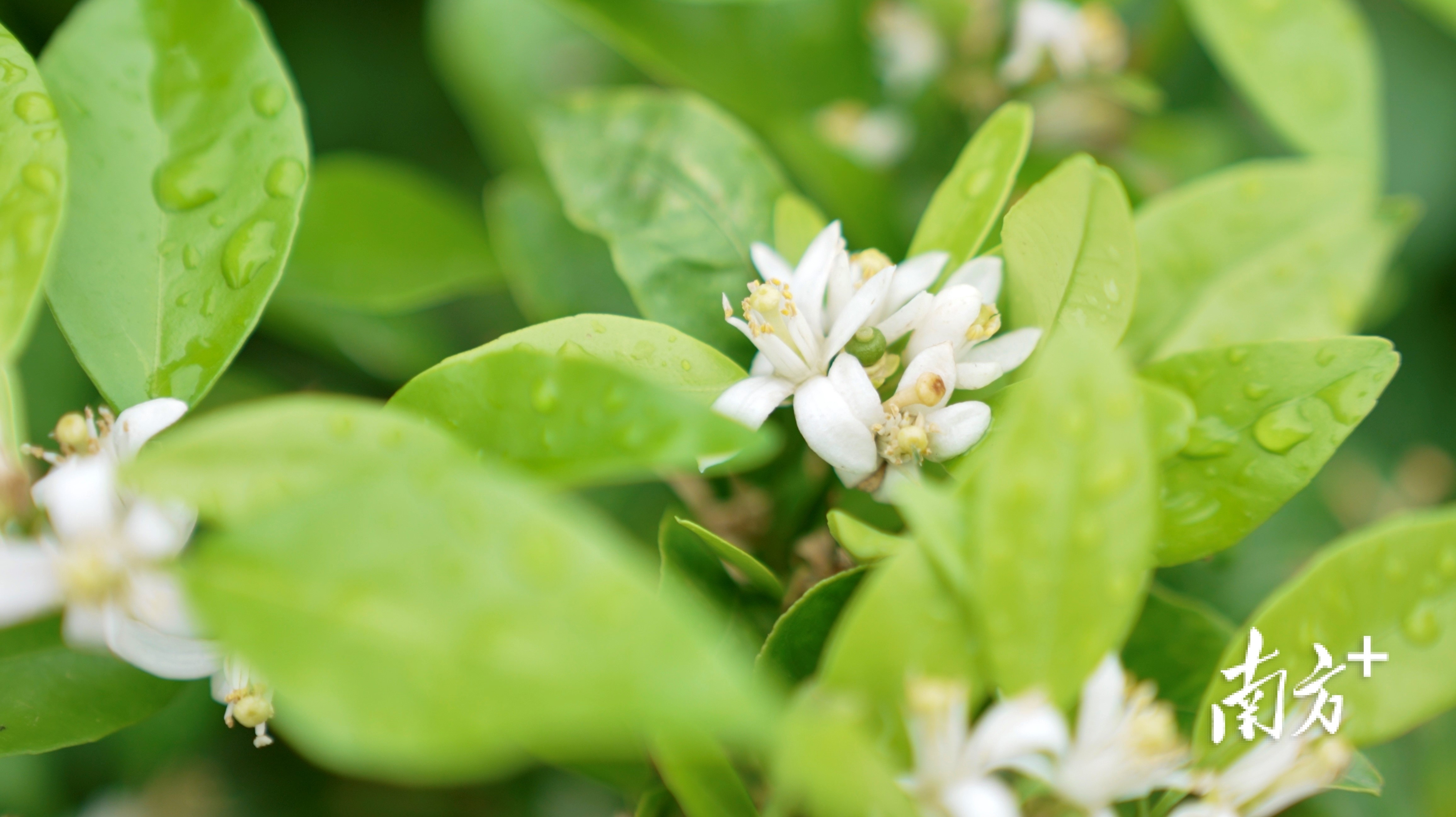雨后的新会柑园,素雅的柑花挂满水珠.