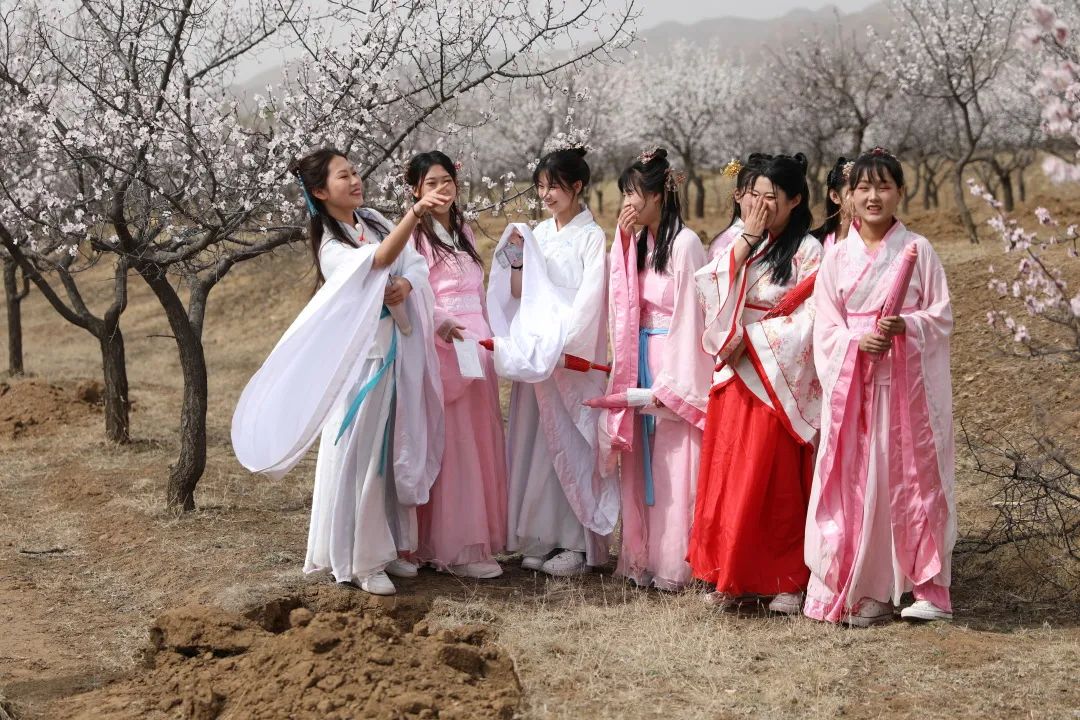 万全区第四届杏花节vr线上漫游"云赏花"正式开幕