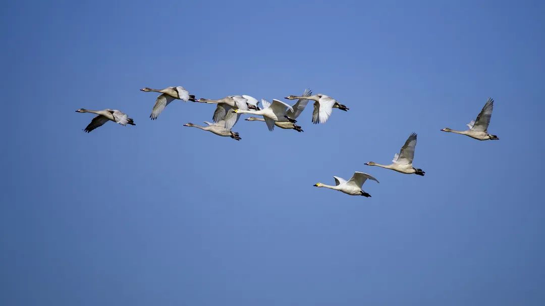 春风和煦候鸟回归