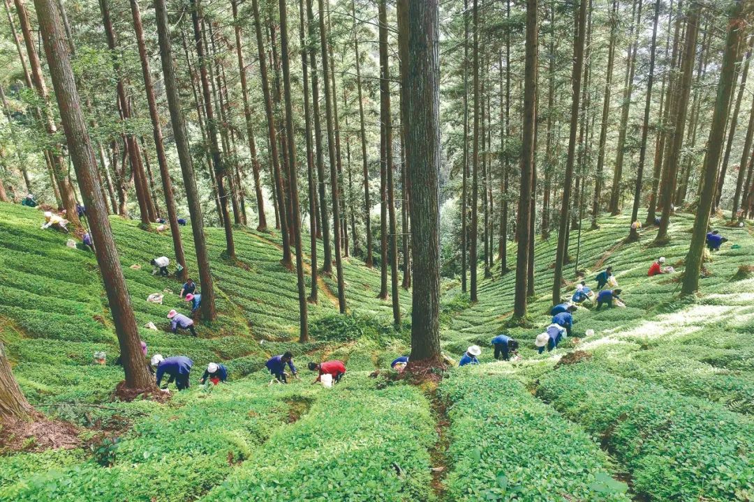 贵州实施林业产业提质增效行动