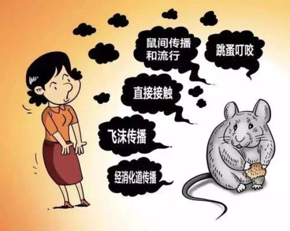 病媒生物传播是最主要的传播方式,跳蚤就是传播鼠疫的主要媒介,寄生在