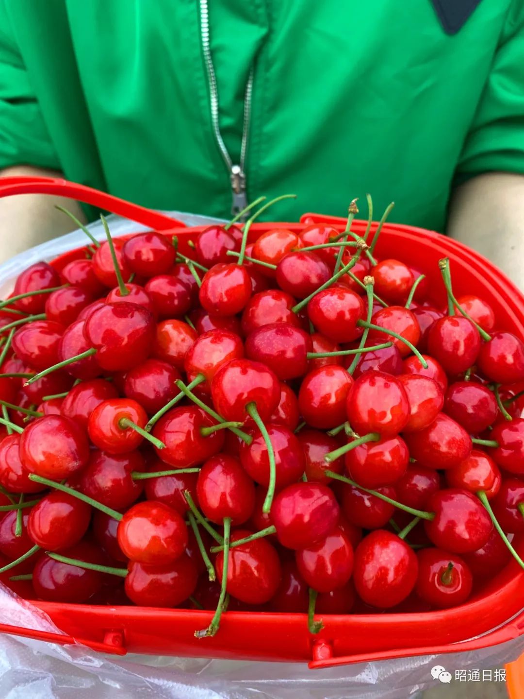 昭通樱桃熟了想要尝鲜的赶紧
