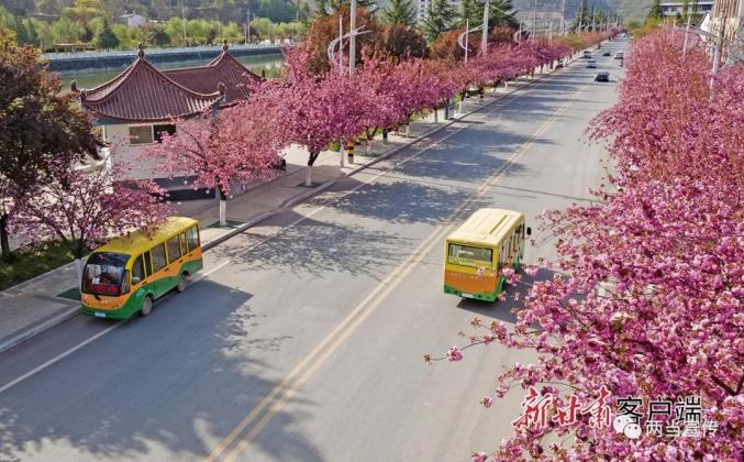 新甘肃甘肃日报两当县樱花大道美如画