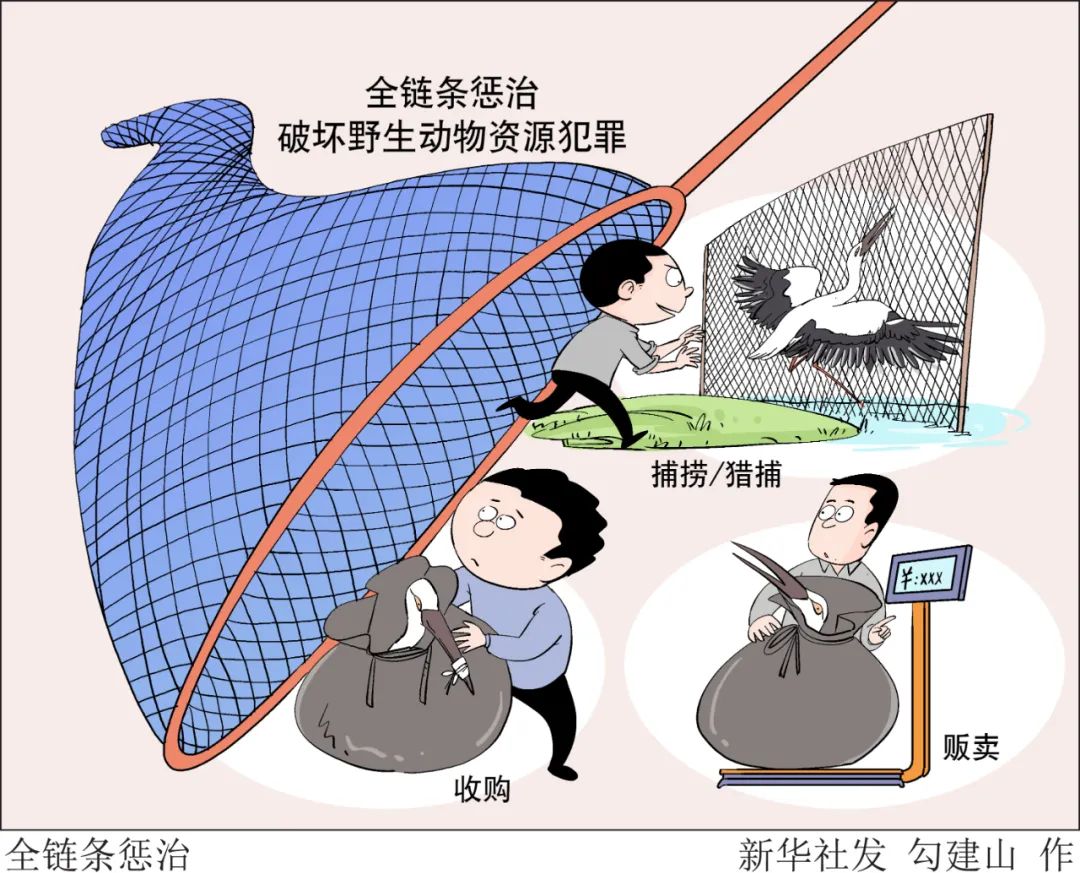 谁在洗白珍稀野生动物非法交易