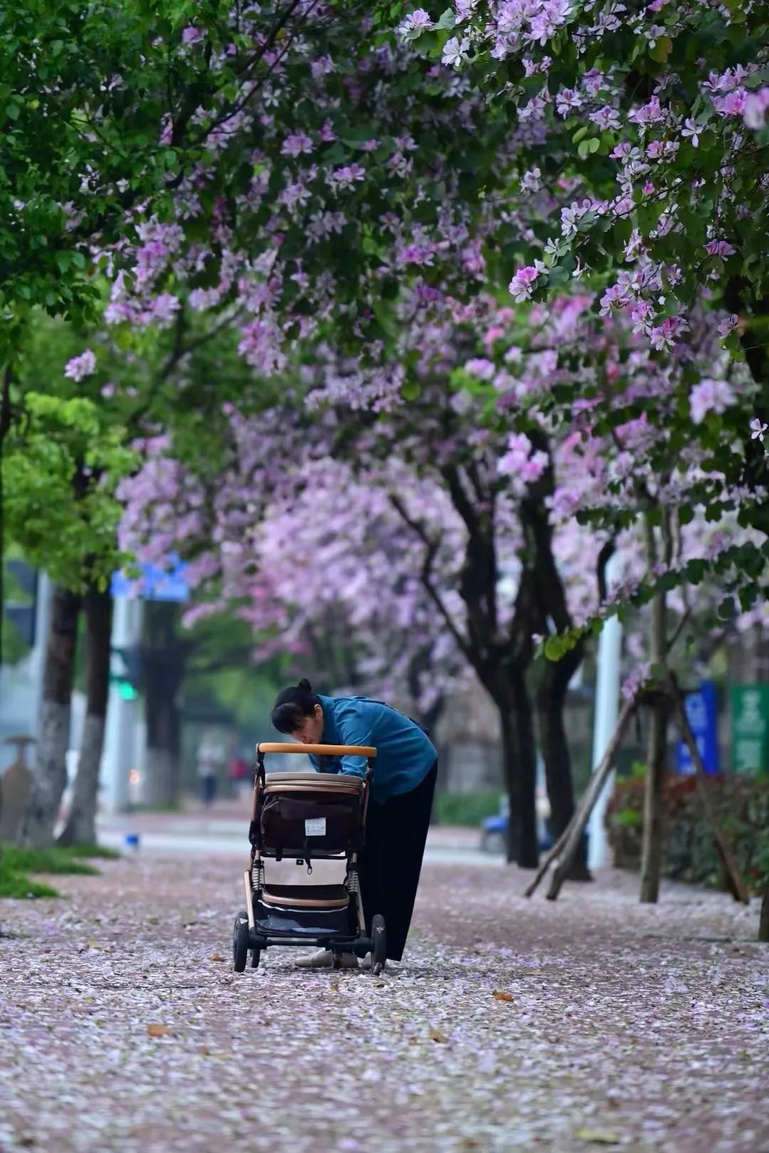 多圖柳州下起紫荊花雨美翻了天然古裝影劇城等你穿越