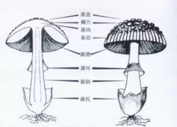 现将蘑菇各主要部位的名称图解如下:蘑菇子实体形态结构上述方法仅供