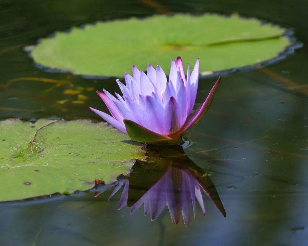 超美肇庆这里的睡莲开了