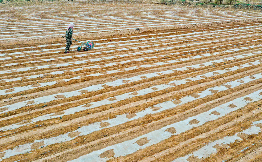 临泽26万亩制种玉米忙播种