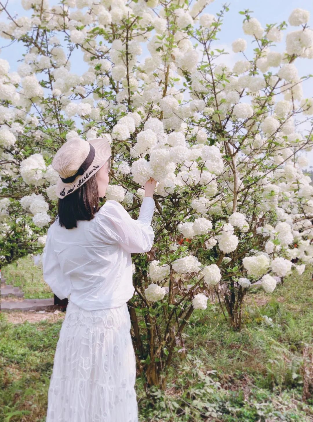 泸州琼花基地图片