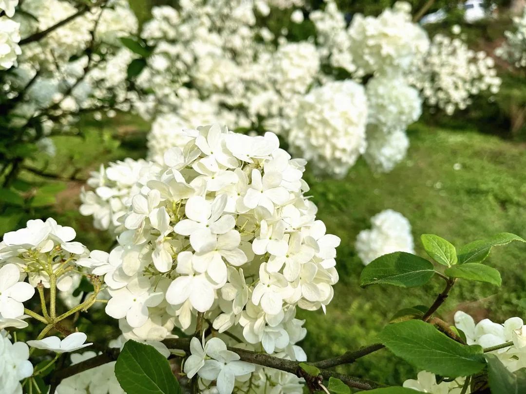 泸州琼花基地图片