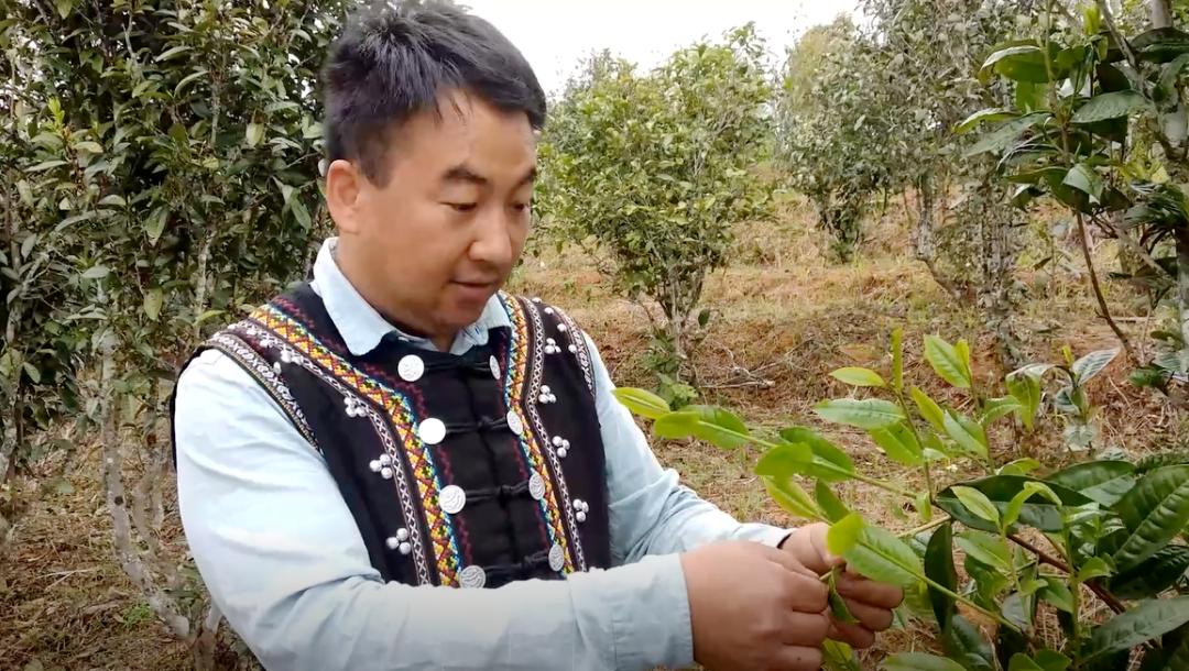 来个网址百度贴吧普洱·茶视界丨以梦为马“云盘山”茶-奇享网