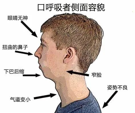 决定呼吸也决定颜值这个位于五官汇合处的小部件你了解吗