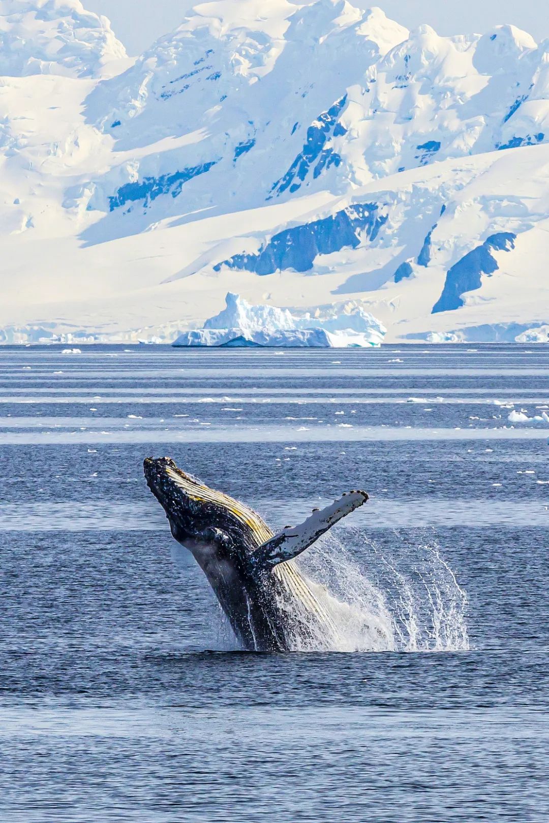 ▼(南极杰拉许海峡水域,一头成年大翅鲸高高跃出水面,来源@视觉中国)