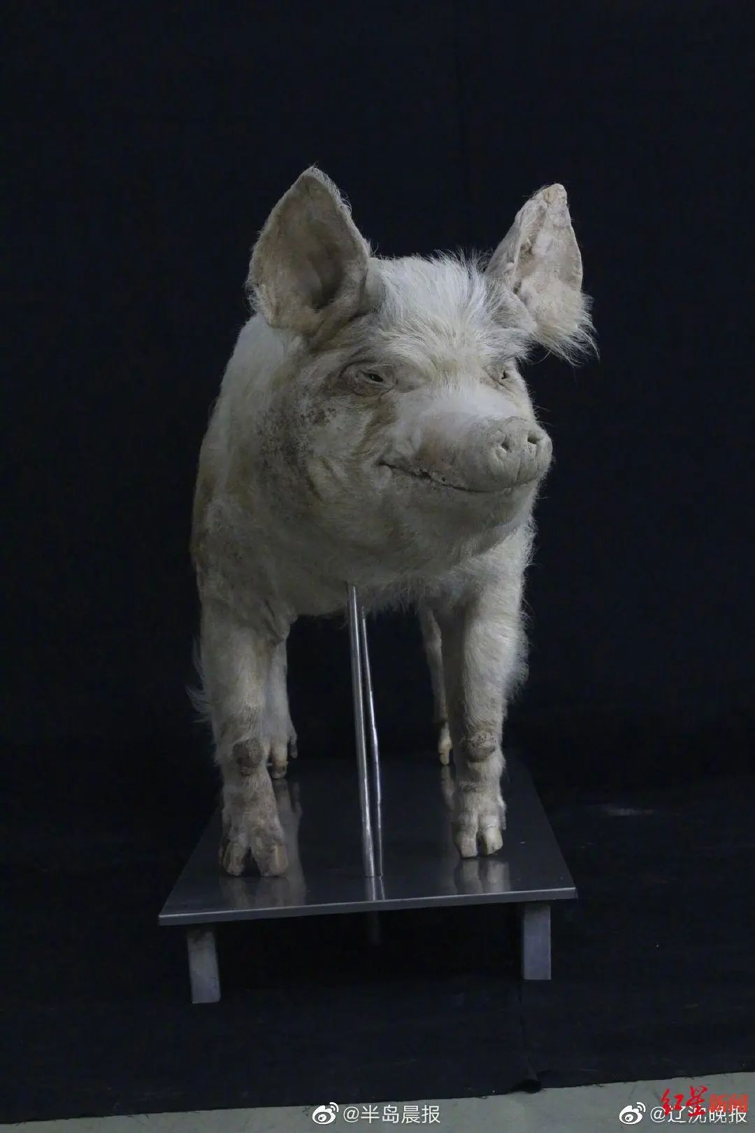 猪坚强两件标本今日返程建川博物馆