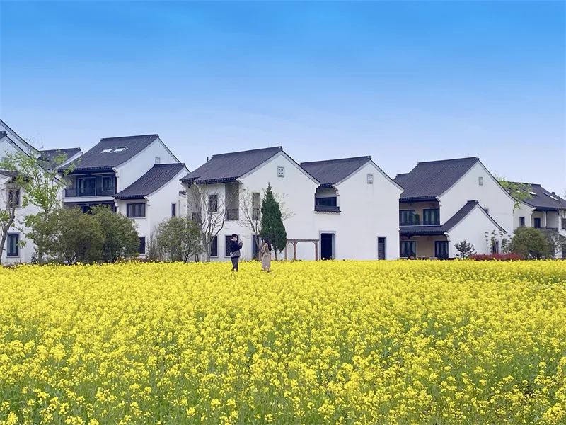 近期,安吉县灵峰街道大竹园村近百亩油菜花竞相开放,美不胜收,居民在