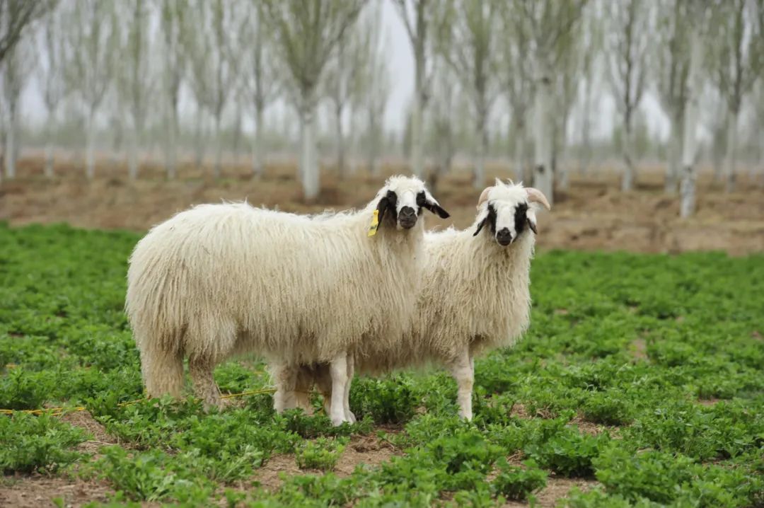 宁夏滩羊品种是特色产业的基础.