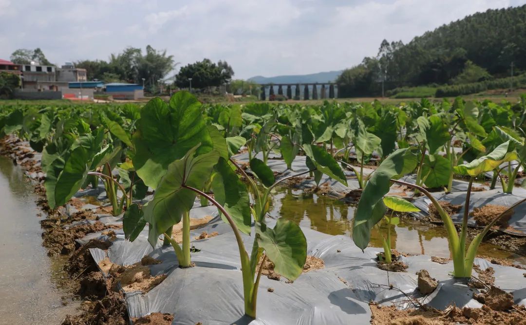 香芋田里话振兴武宣县这个村200亩香芋仙子亭亭玉立