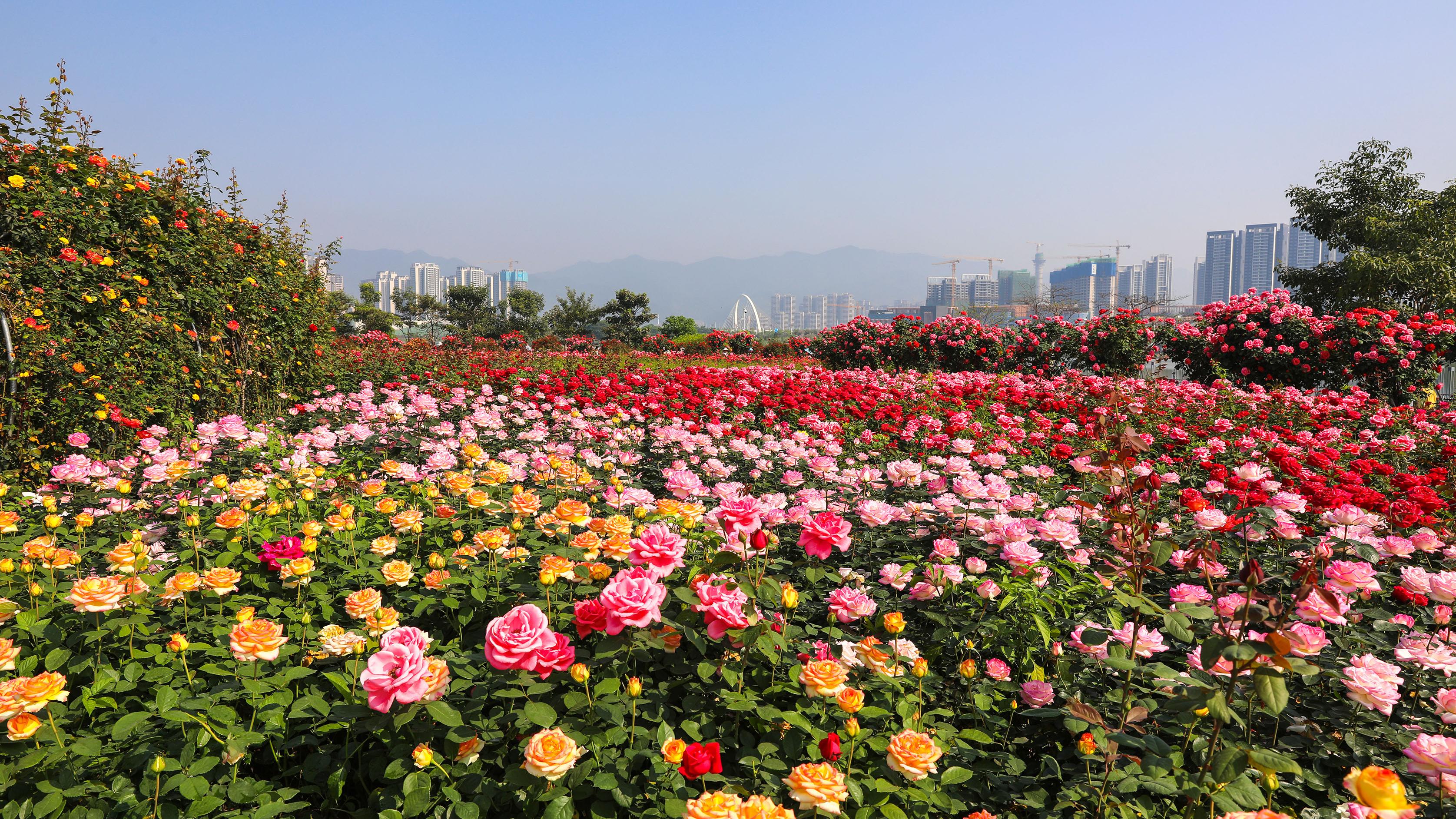 肇庆：文明城市年度测评地市排名全国第十、全省第一！