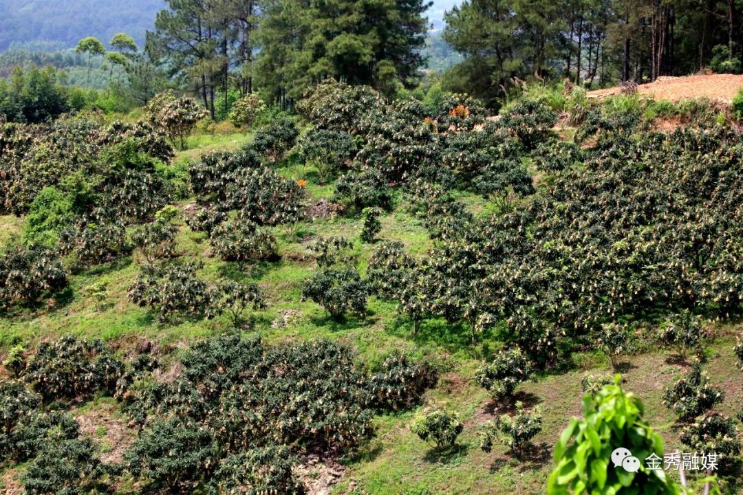 春深不觉枇杷黄满树金丸待采摘