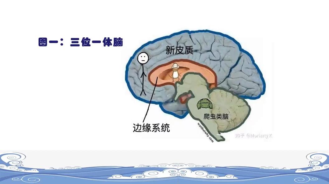 张海燕教授将大脑分为三个部分,它与人体的生理功能是有关联的.