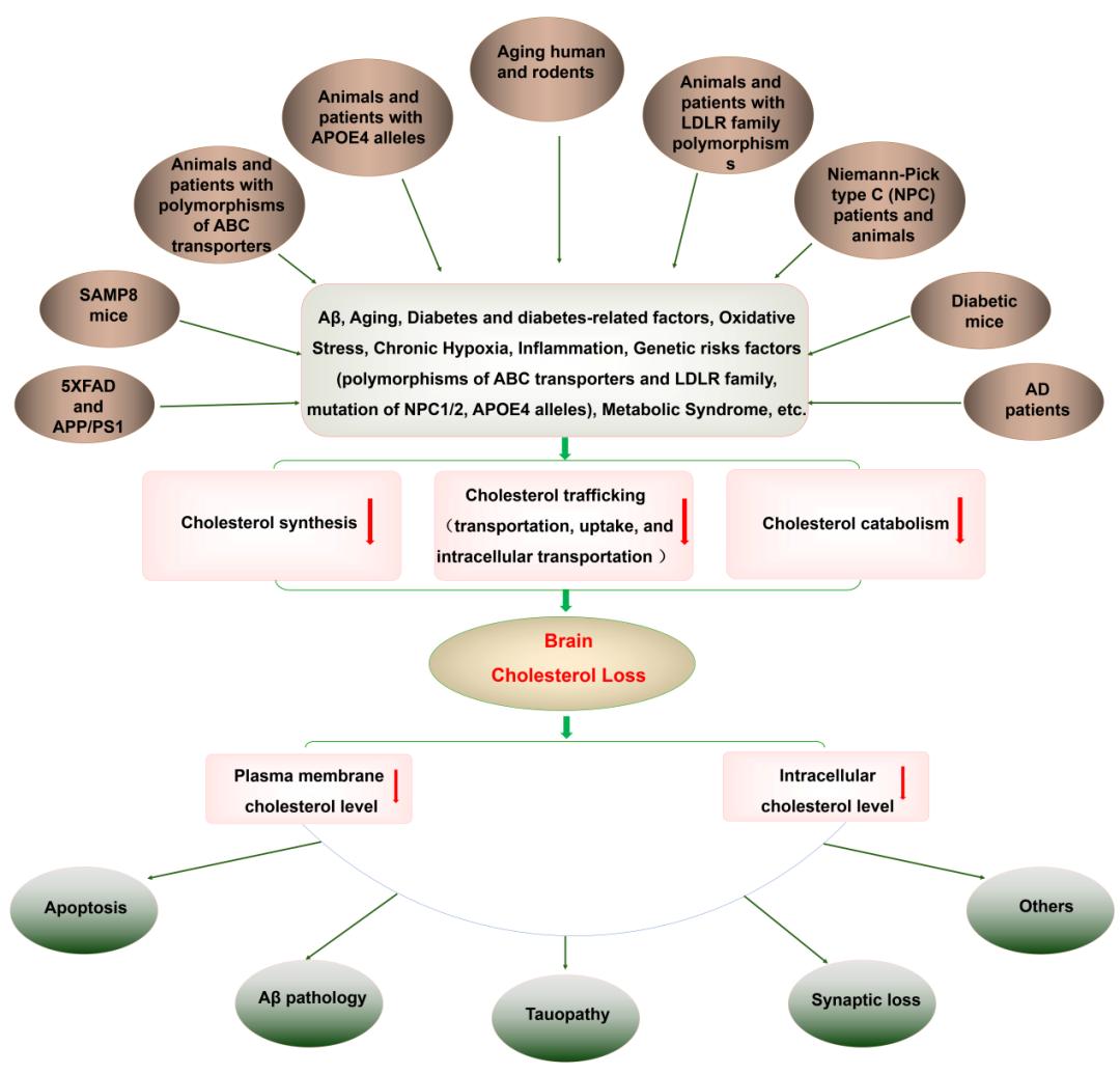 祖恆兵教授團隊首次提出腦膽固醇缺乏與阿爾茨海默病發病機制的新假說