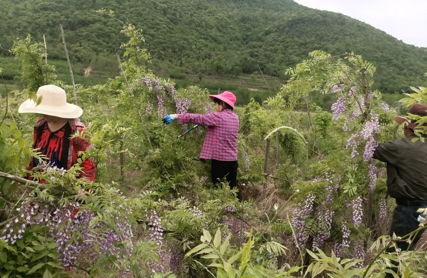 京山這個村7000株紫藤花成致富產業