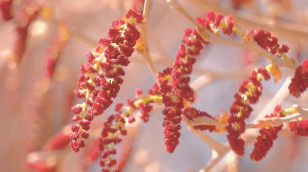 额济纳胡杨花已开静候航天员凯旋