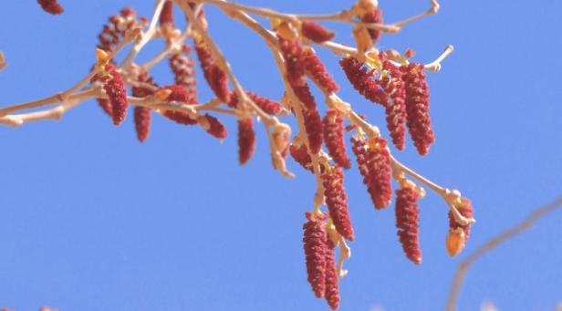 额济纳胡杨花已开静候航天员凯旋