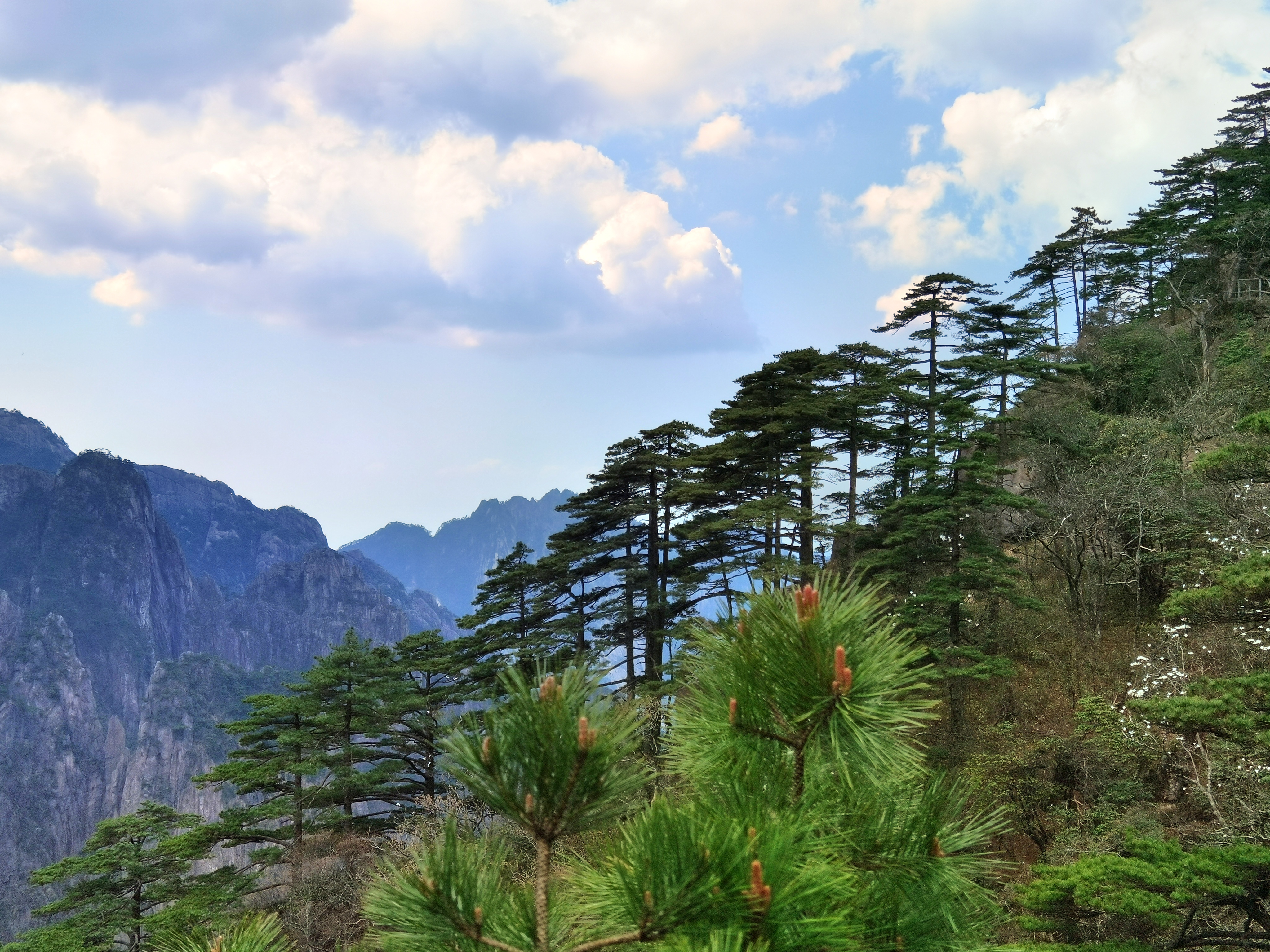 黄山春景图片