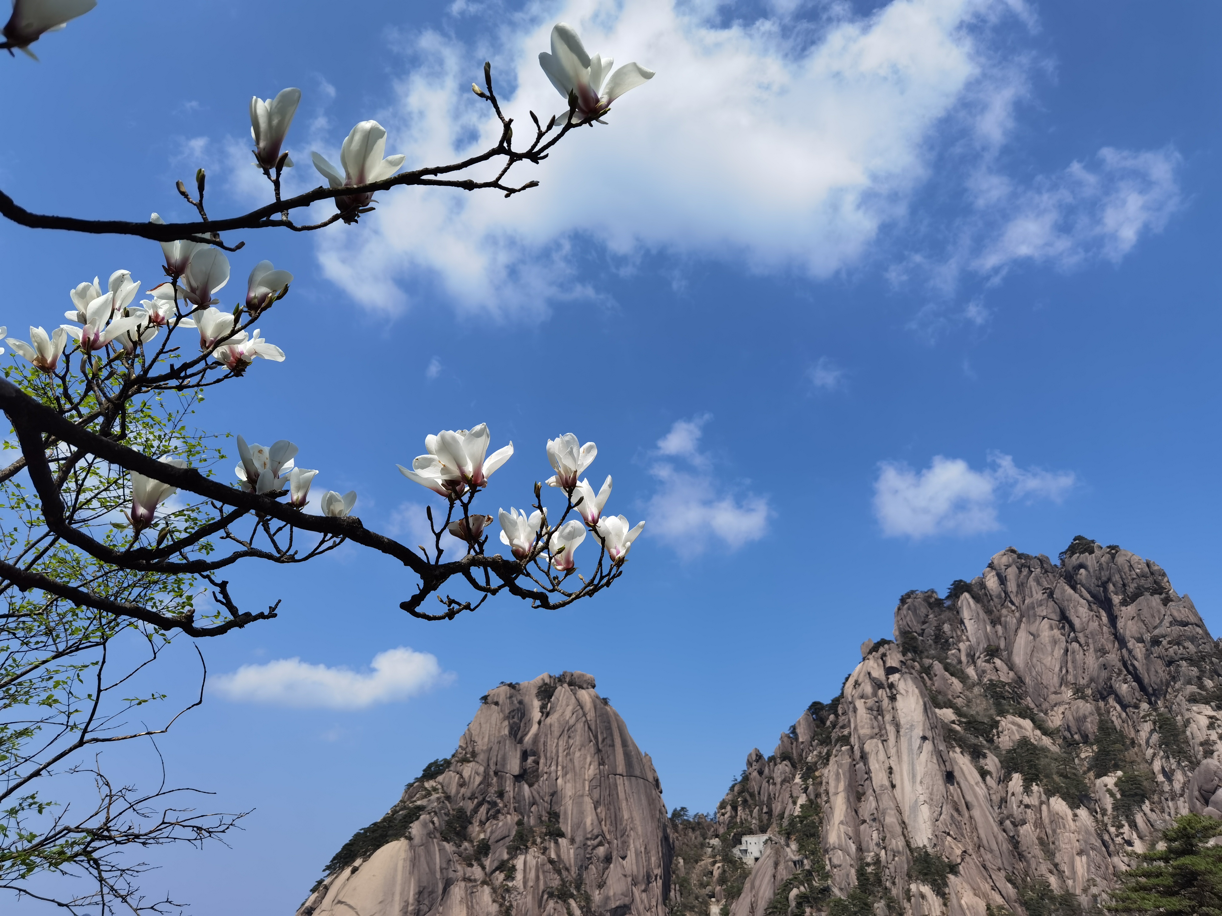 旅游黄山春色饱和度拉满的季节