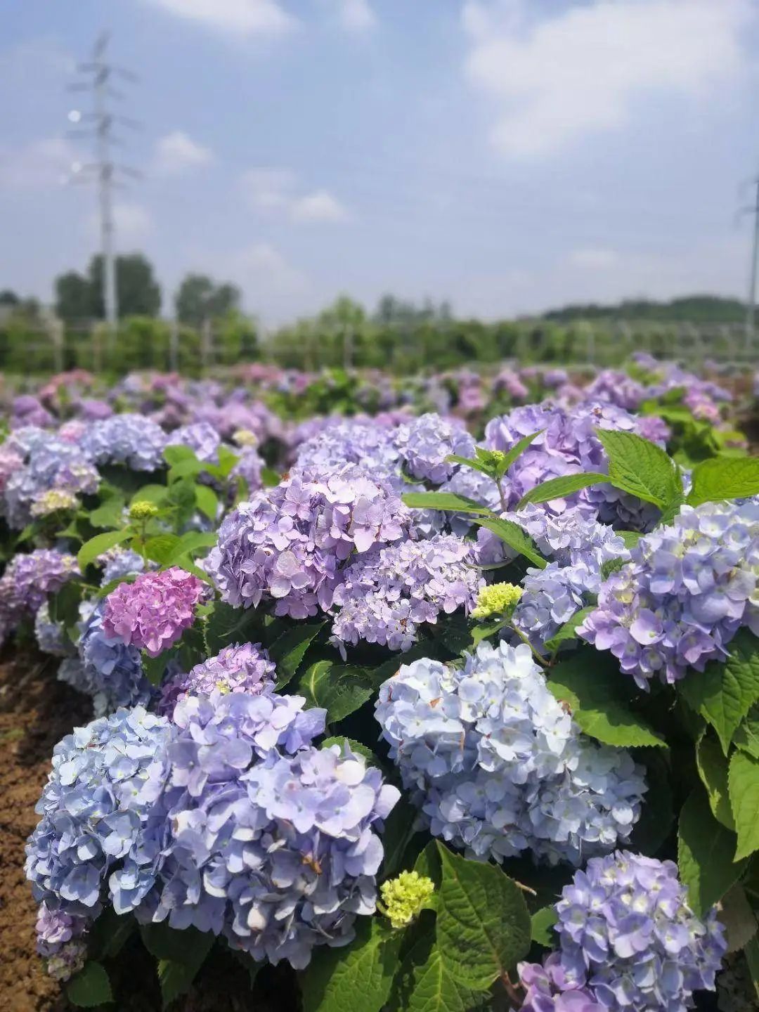 江宁新晋赏花地400亩绣球花