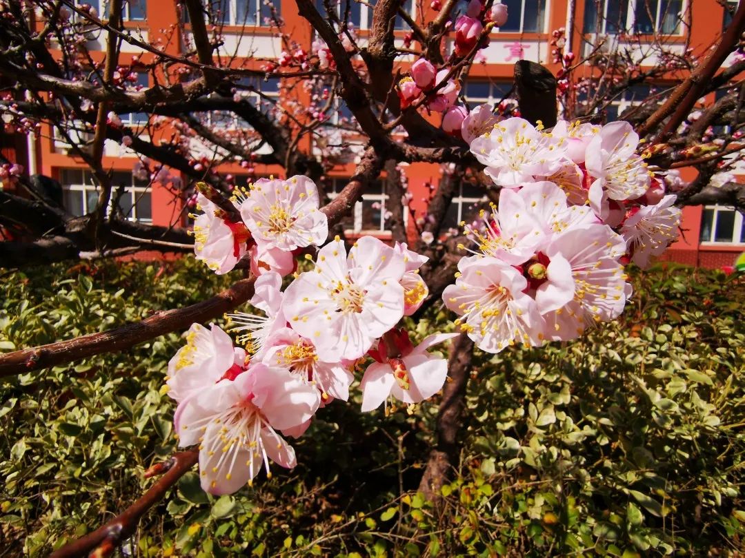 把校園春天獻給你掬一捧春色明媚的陽光鋪滿校園給校園披上鮮豔的衣裝