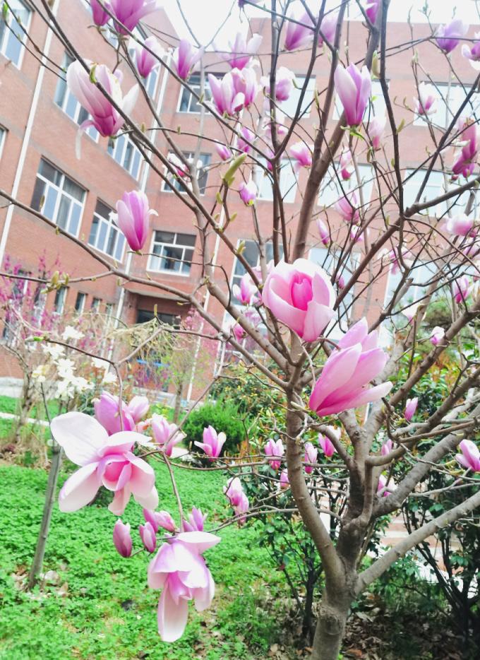 潍坊校园春景又又来啦你眼中最美的校园春景是哪一个