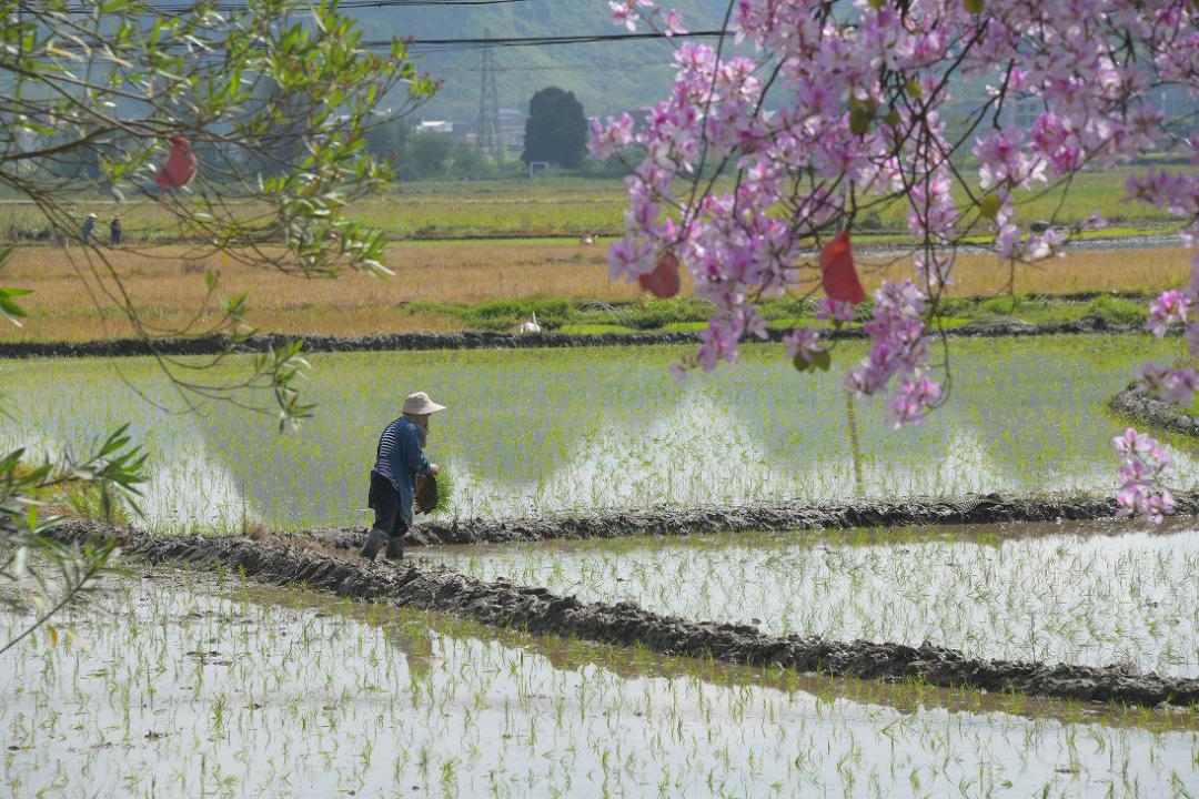 谷雨将至早稻种植忙