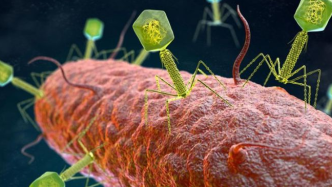 除了人类，细菌也有免疫系统？