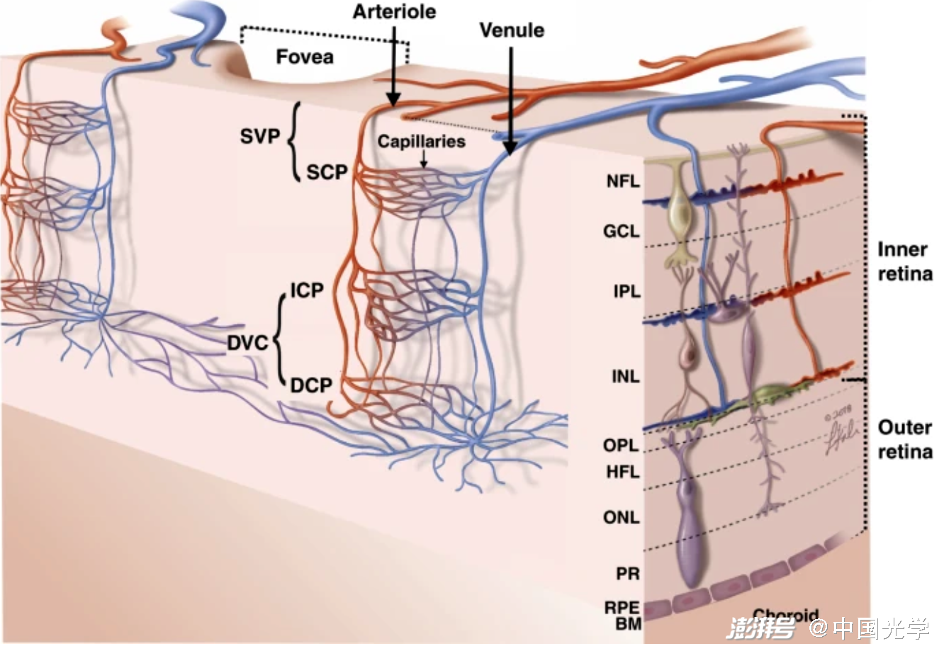 视网膜血管分布图图片
