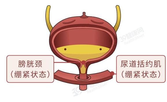 将共同控制放水的闸门膀胱颈和下游的尿道括约肌此时最后扩充成椭圆形