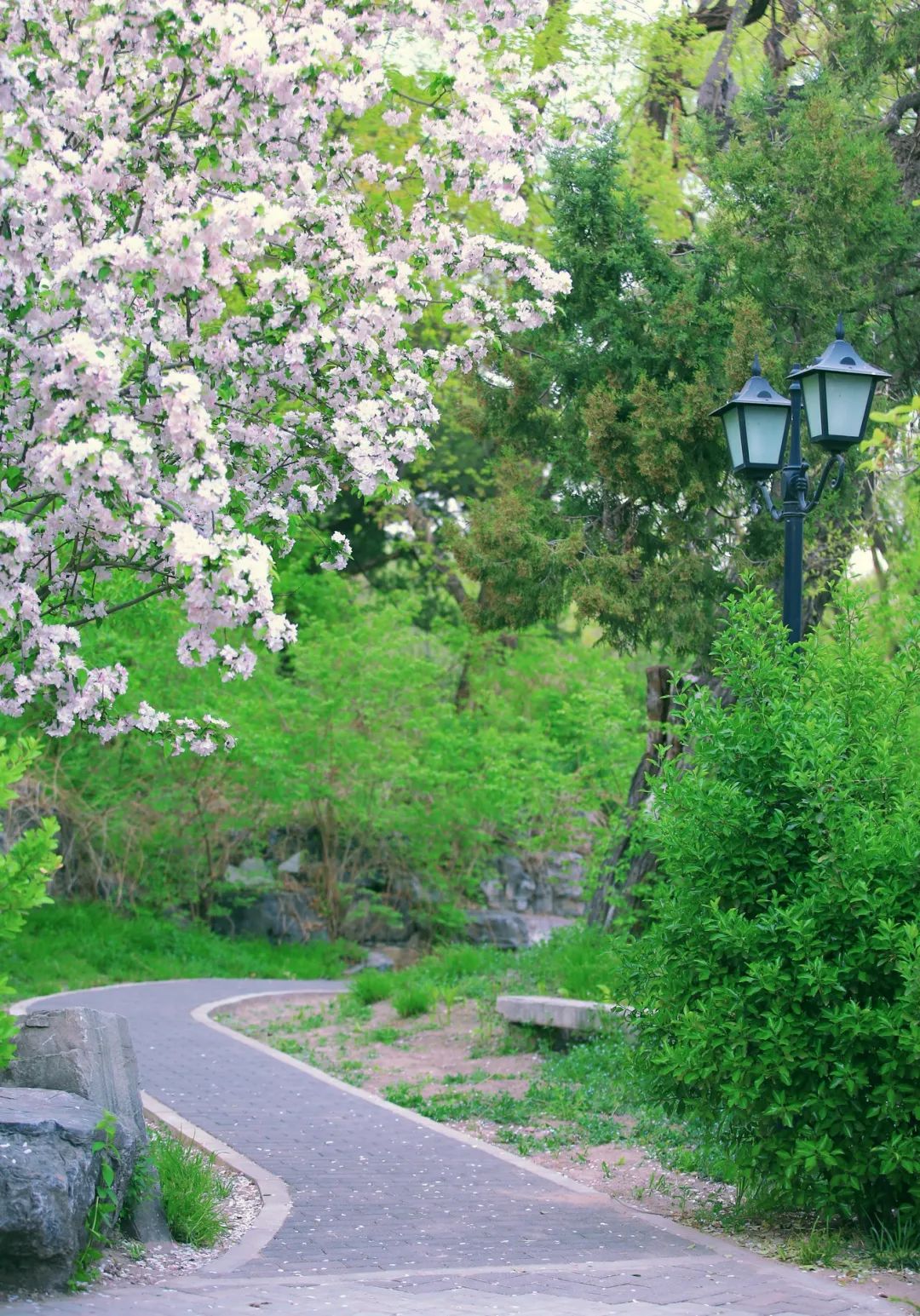 鳧行破,層層綠漪澹春姿,片片疏英▽點擊視頻,欣賞燕園春色▽囅然回目