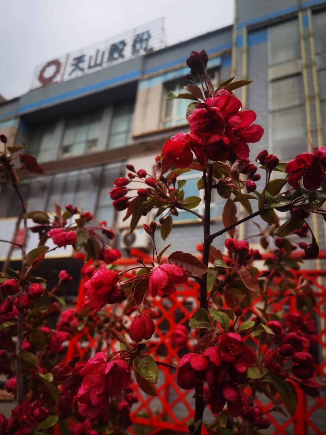 海棠花冒出绿芽的柳枝更加鲜绿扑面而来清新气息让万物充满生机活力