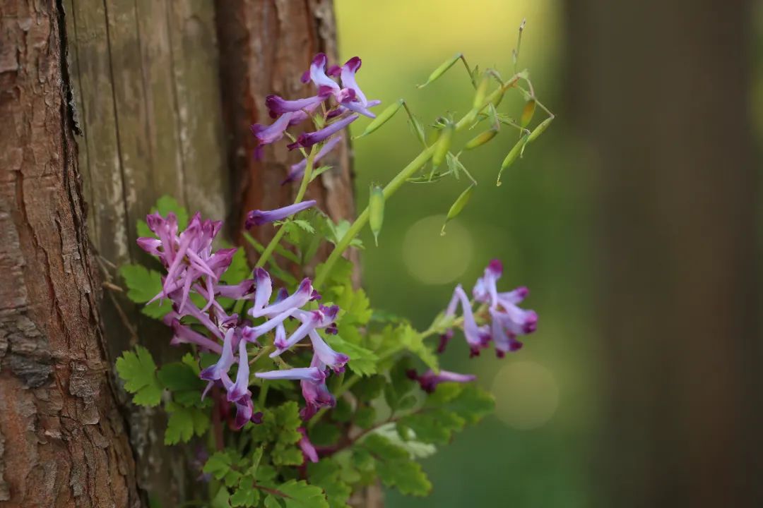 刻叶紫堇种子图片
