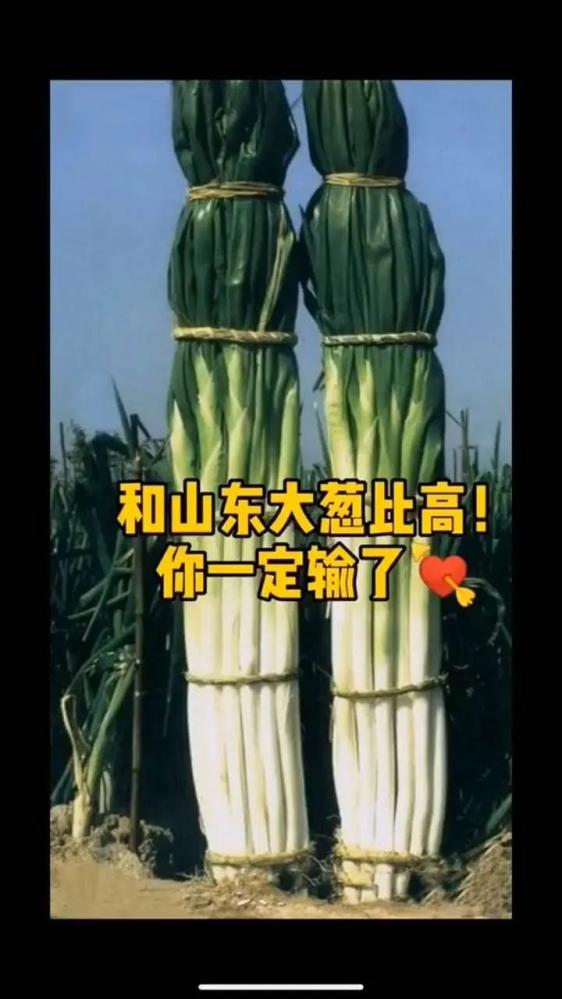 比如一米高的大葱,一斤重的大馒头……在山东,它们被唤作风筝