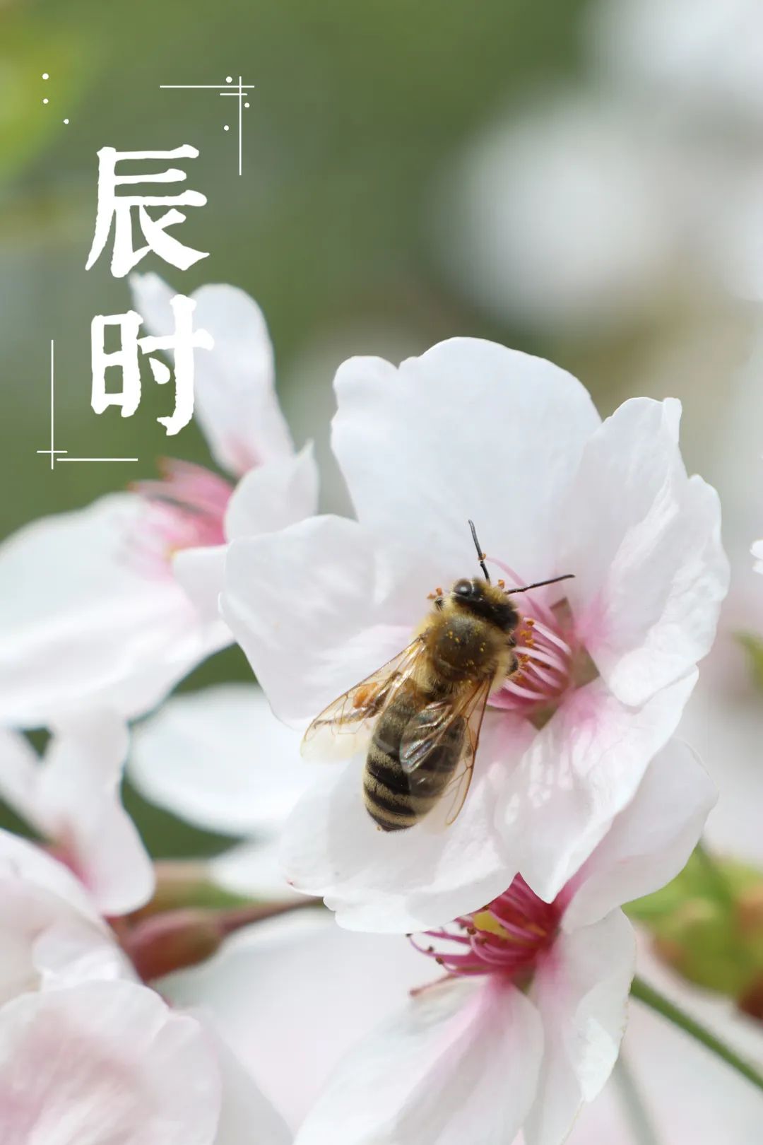 海大樱花十二时辰太美了