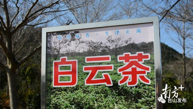 白云茶是台山独有茶叶品种.